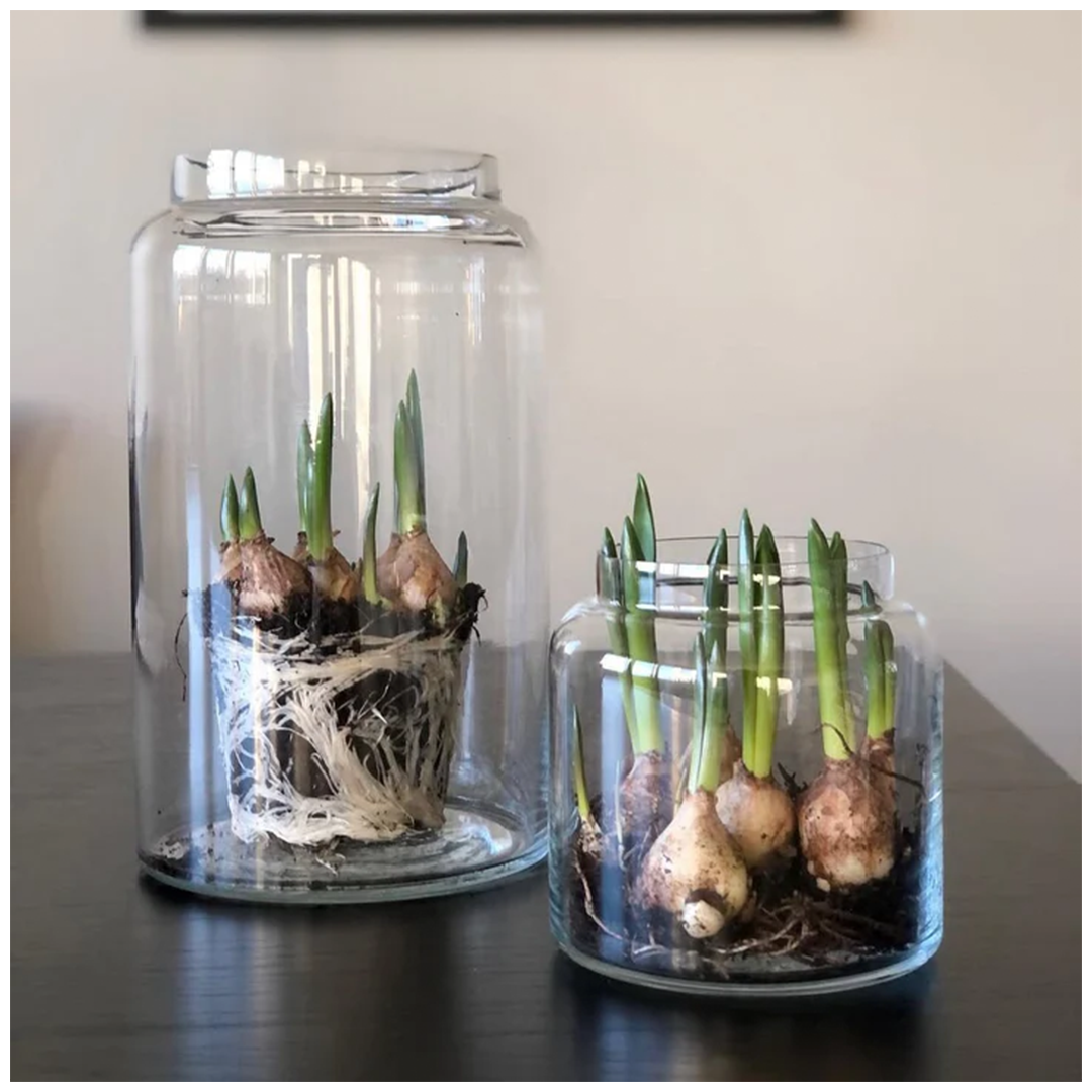 sögne paula glasskrukke 22 cm