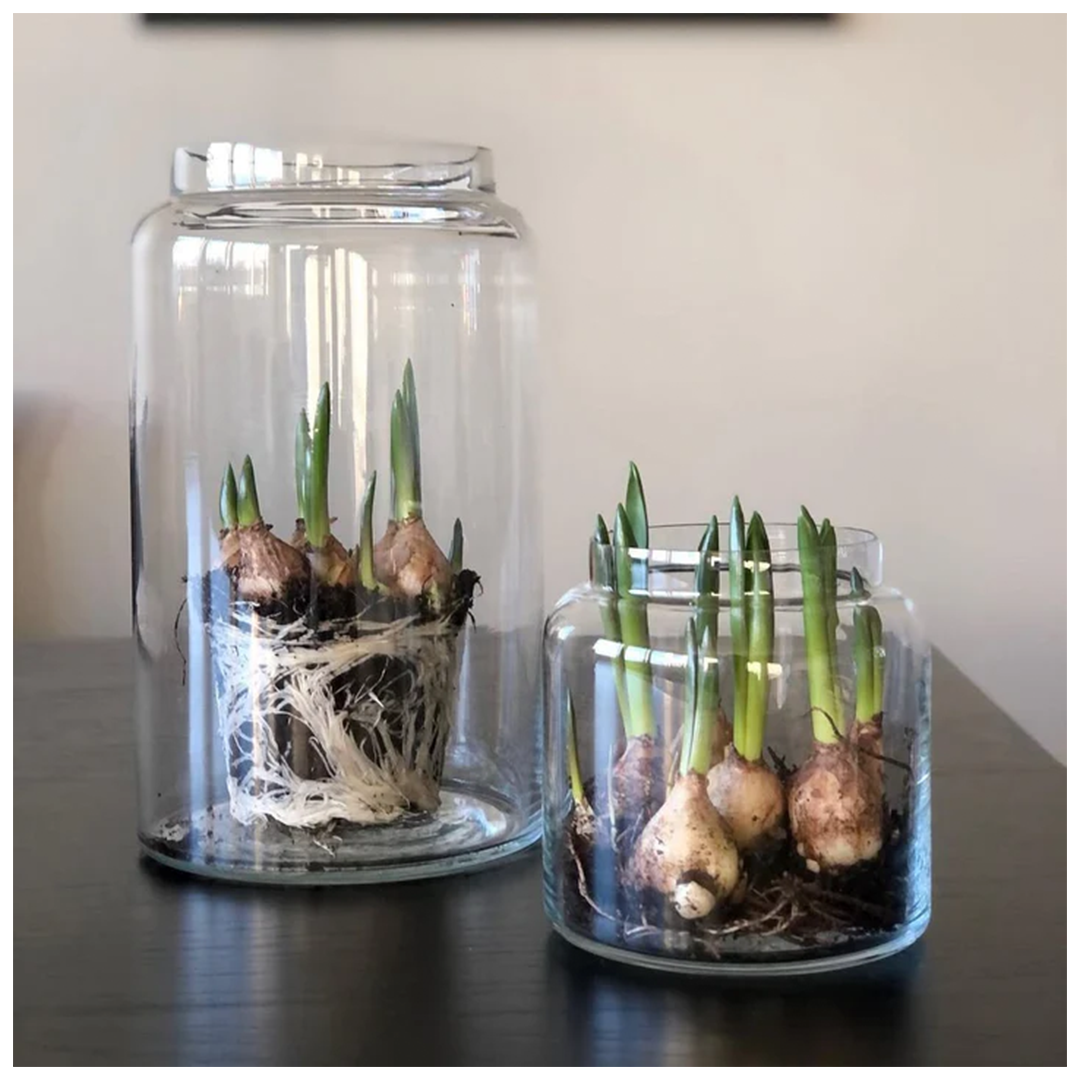 sögne paula glasskrukke 11 cm