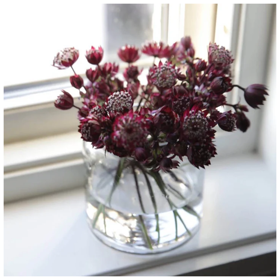 sögne paula glasskrukke 11 cm